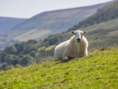 sheep-g785d8726b_1920 sheep-g785d8726b_1920