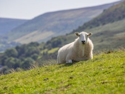 sheep-g785d8726b_1920