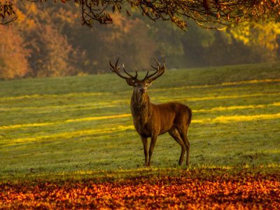 stag-g56321cf21_1920 stag-g56321cf21_1920